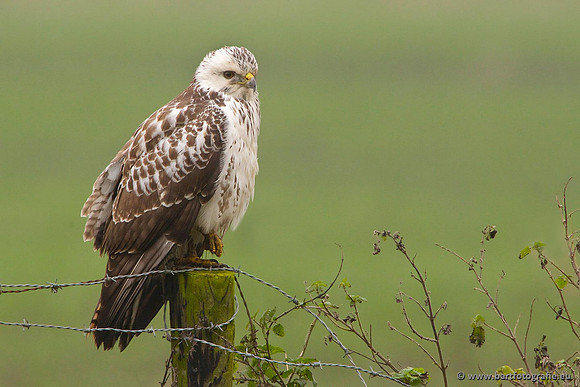 Roofvogels en Uilen, Bart Fotografie-152