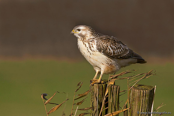 Roofvogels en Uilen, Bart Fotografie-153