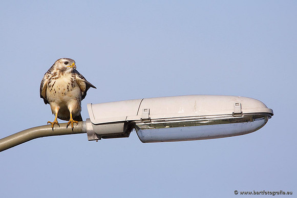 Roofvogels en Uilen, Bart Fotografie-154