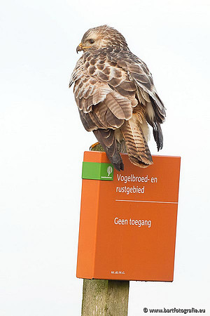 Roofvogels en Uilen, Bart Fotografie-158