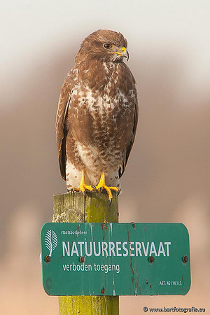 Roofvogels en Uilen, Bart Fotografie-159