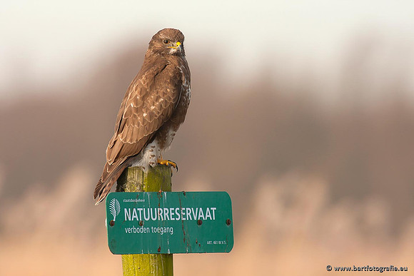 Roofvogels en Uilen, Bart Fotografie-160