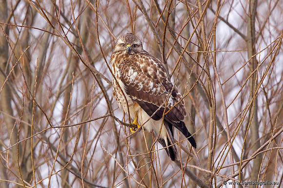 Roofvogels en Uilen, Bart Fotografie-161