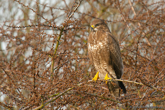 Roofvogels en Uilen, Bart Fotografie-162