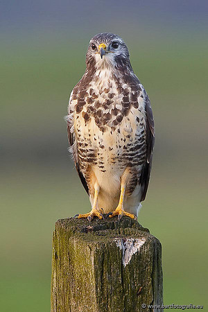 Roofvogels en Uilen, Bart Fotografie-163