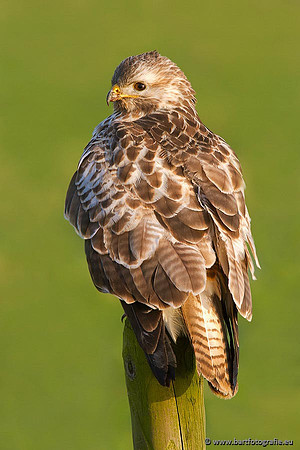 Roofvogels en Uilen, Bart Fotografie-164