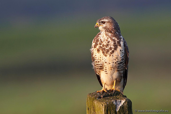 Roofvogels en Uilen, Bart Fotografie-165