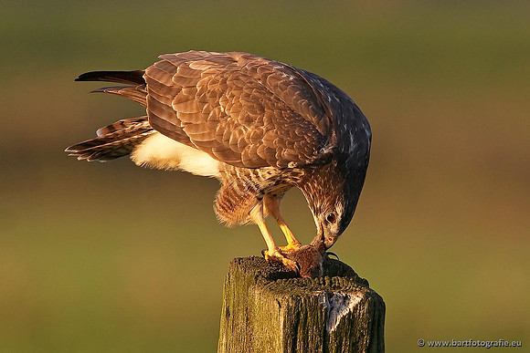 Roofvogels en Uilen, Bart Fotografie-166