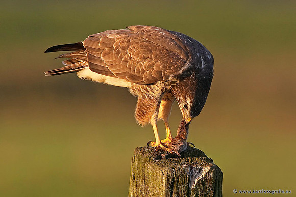 Roofvogels en Uilen, Bart Fotografie-167