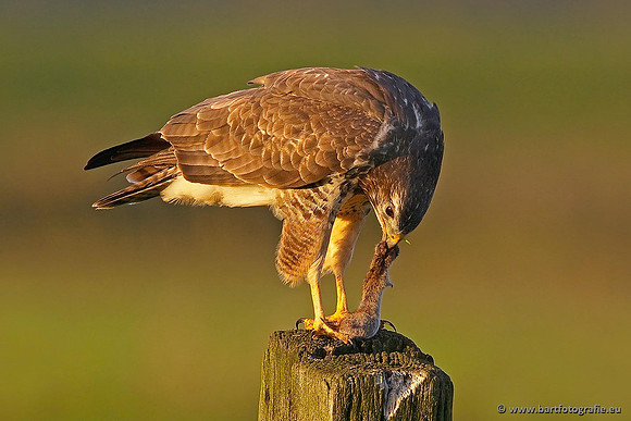 Roofvogels en Uilen, Bart Fotografie-168