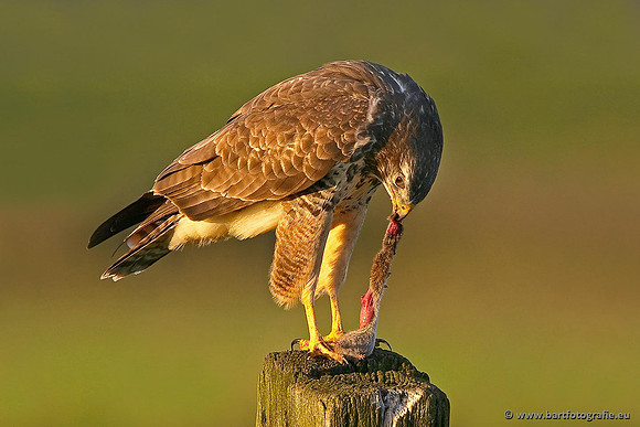 Roofvogels en Uilen, Bart Fotografie-169