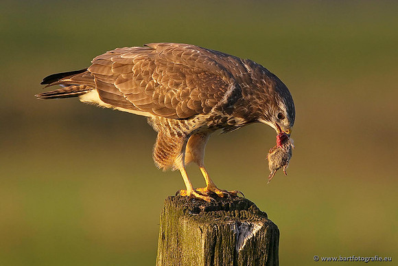 Roofvogels en Uilen, Bart Fotografie-170