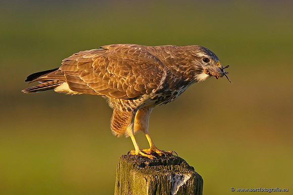 Roofvogels en Uilen, Bart Fotografie-171