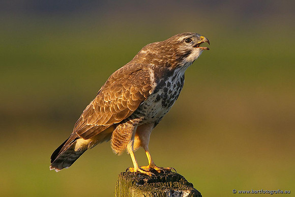 Roofvogels en Uilen, Bart Fotografie-173
