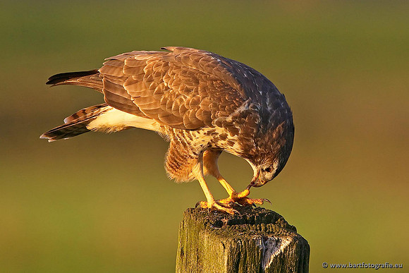 Roofvogels en Uilen, Bart Fotografie-174