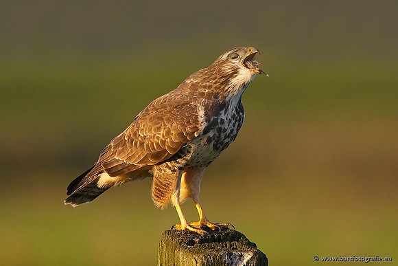 Roofvogels en Uilen, Bart Fotografie-172