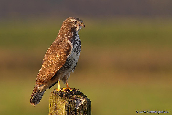 Roofvogels en Uilen, Bart Fotografie-176