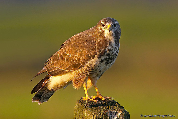 Roofvogels en Uilen, Bart Fotografie-175