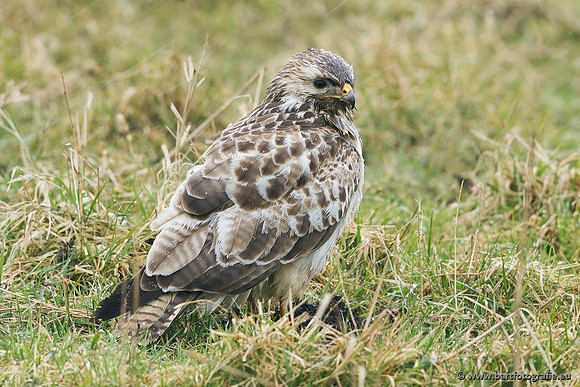 Roofvogels en Uilen, Bart Fotografie-177