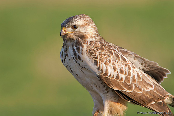 Roofvogels en Uilen, Bart Fotografie-178