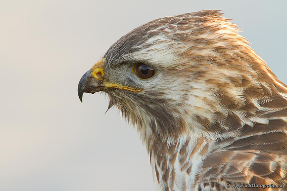 Roofvogels en Uilen, Bart Fotografie-179