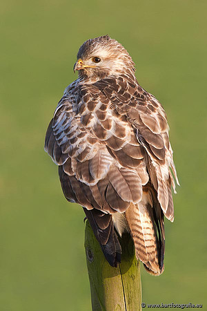 Roofvogels en Uilen, Bart Fotografie-180