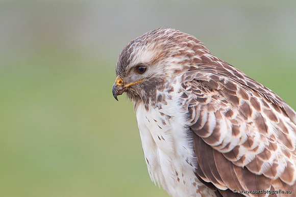 Roofvogels en Uilen, Bart Fotografie-182