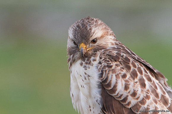 Roofvogels en Uilen, Bart Fotografie-183