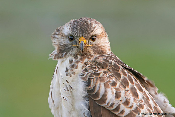 Roofvogels en Uilen, Bart Fotografie-184