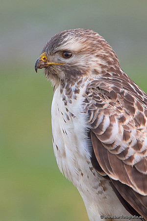 Roofvogels en Uilen, Bart Fotografie-185