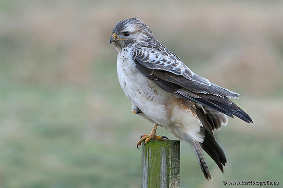 Roofvogels en Uilen, Bart Fotografie-181