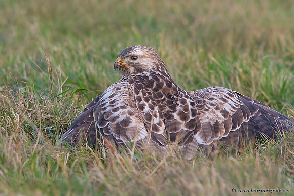 Roofvogels en Uilen, Bart Fotografie-186