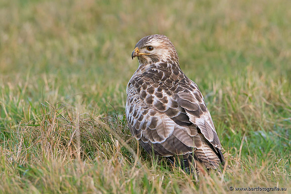 Roofvogels en Uilen, Bart Fotografie-187