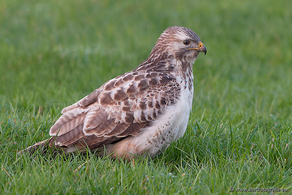 Roofvogels en Uilen, Bart Fotografie-188