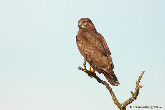 Roofvogels en Uilen, Bart Fotografie-190