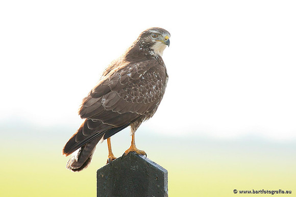 Roofvogels en Uilen, Bart Fotografie-192