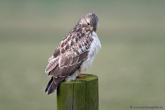 Roofvogels en Uilen, Bart Fotografie-191