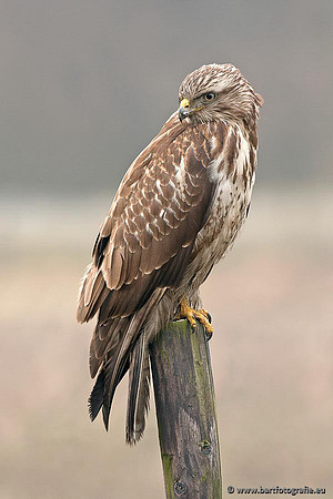 Roofvogels en Uilen, Bart Fotografie-193