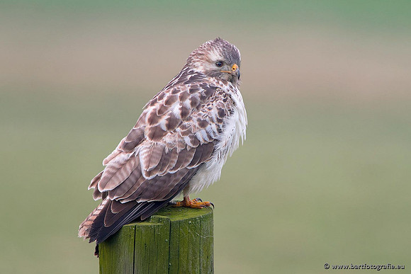 Roofvogels en Uilen, Bart Fotografie-194