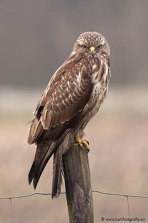 Roofvogels en Uilen, Bart Fotografie-195