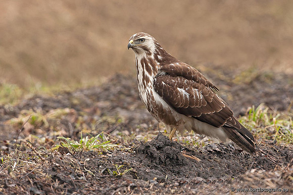 Roofvogels en Uilen, Bart Fotografie-197
