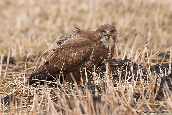 Roofvogels en Uilen, Bart Fotografie-198
