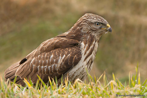 Roofvogels en Uilen, Bart Fotografie-196