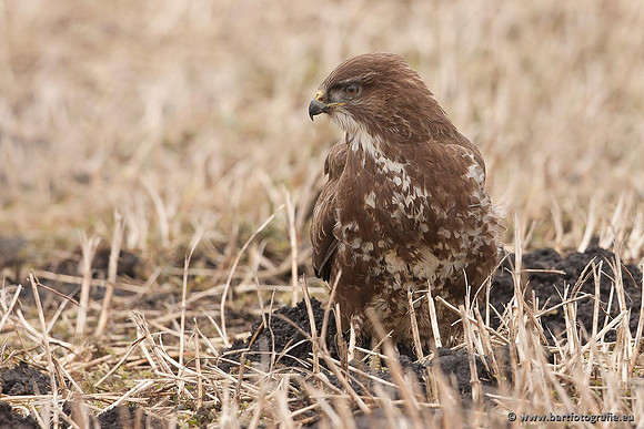Roofvogels en Uilen, Bart Fotografie-199