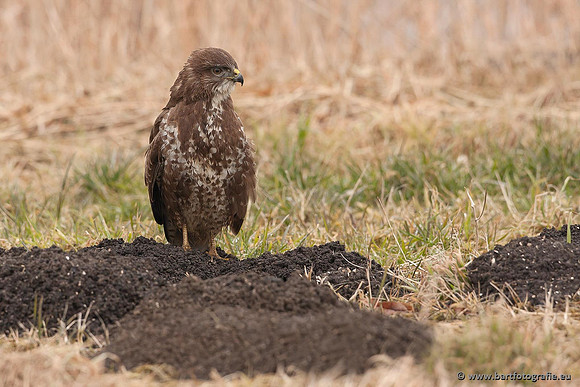 Roofvogels en Uilen, Bart Fotografie-200