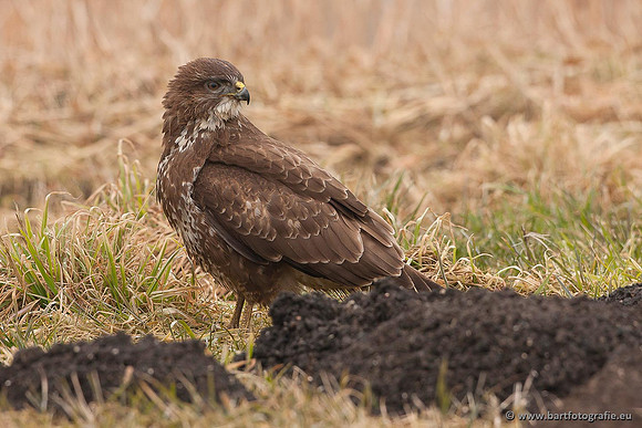 Roofvogels en Uilen, Bart Fotografie-201