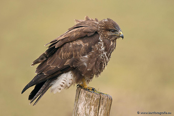 Roofvogels en Uilen, Bart Fotografie-202