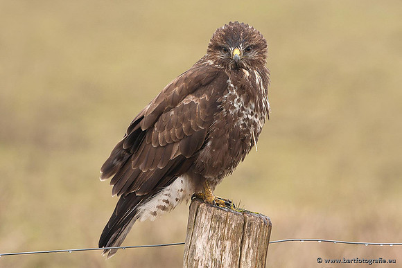 Roofvogels en Uilen, Bart Fotografie-203