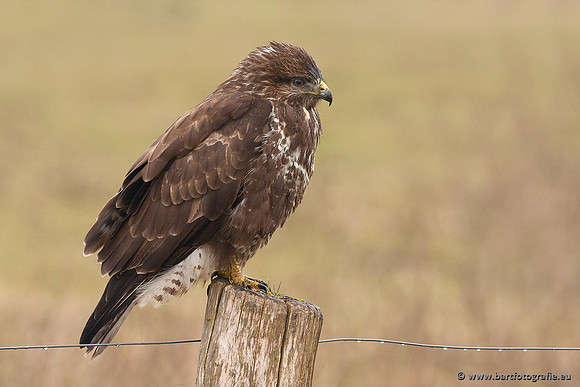 Roofvogels en Uilen, Bart Fotografie-204