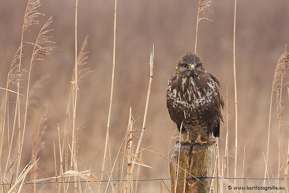 Roofvogels en Uilen, Bart Fotografie-205